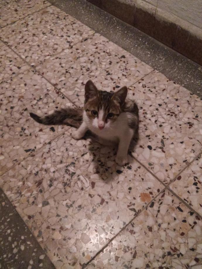 Yaralı bir kedi buldum arka iki ayağı ezilmiş ona nasıl bakmalıyız yardım edin?