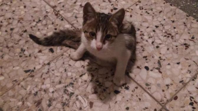 Yaralı bir kedi buldum arka iki ayağı ezilmiş ona nasıl bakmalıyız yardım edin?