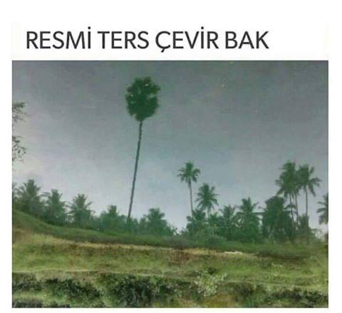 Resmi ters çevirip bakınca ne görüyorsunuz ?