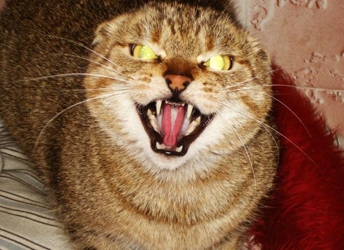 Kuduz kedi pek tatlı değil mi?