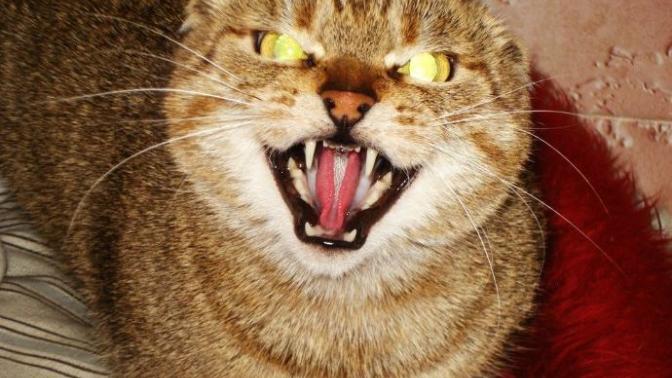 Kuduz kedi pek tatlı değil mi?