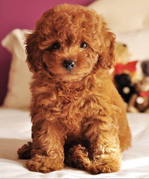 Bu sevimli köpek sizin olsaydı, adını ne koyardınız ?