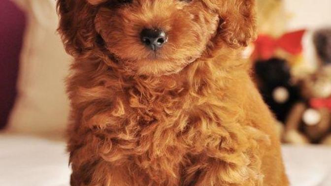 Bu sevimli köpek sizin olsaydı, adını ne koyardınız?