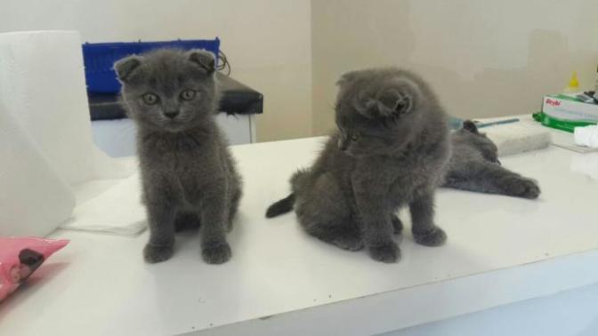 Scottish Fold isteyen var mı?