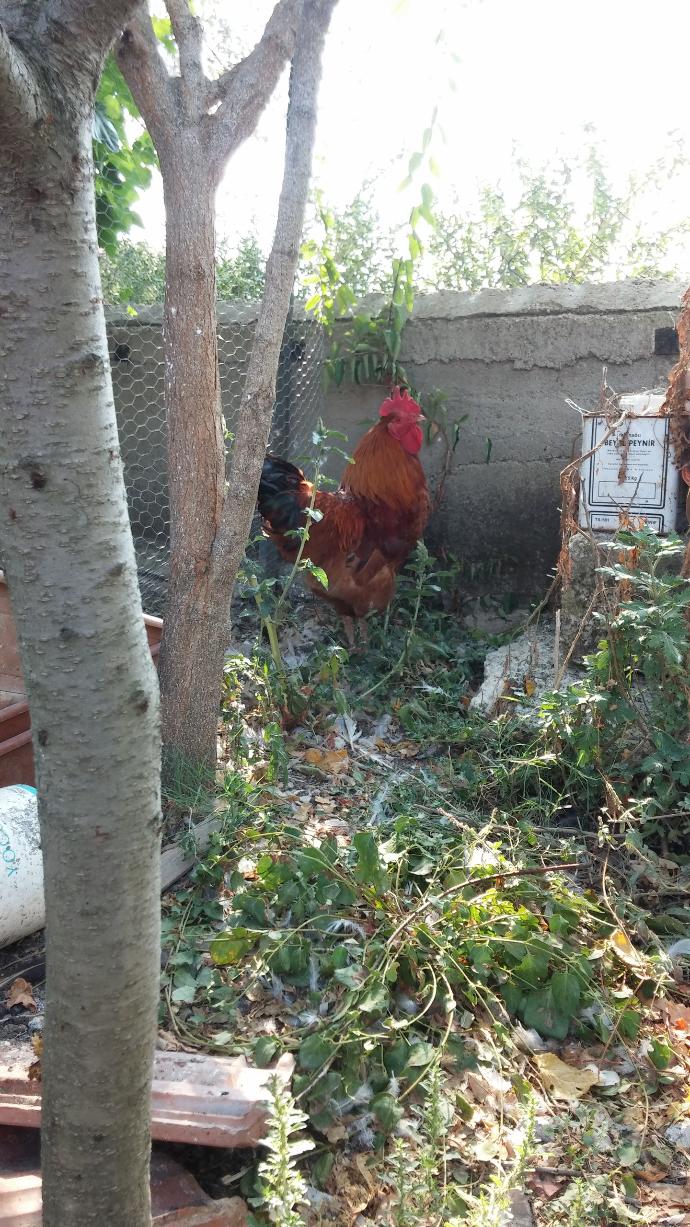 Tavuklar Horozumu Kümesten Kovdu,Ne Yapabilirim ?