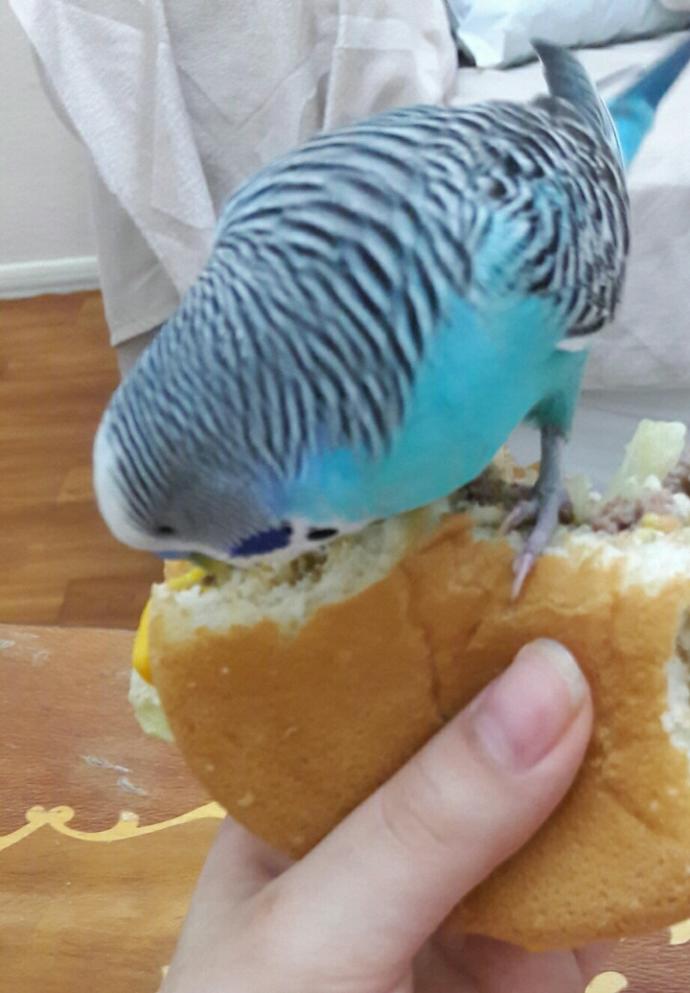 Muhabbet kuşum normal mi? (Resimli)?