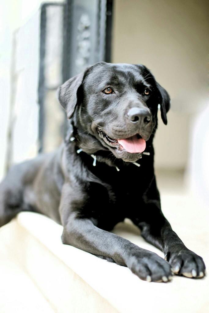 Köpeğim fare yakaladı, sizce ne yapmalıyım? KizlarSoruyor