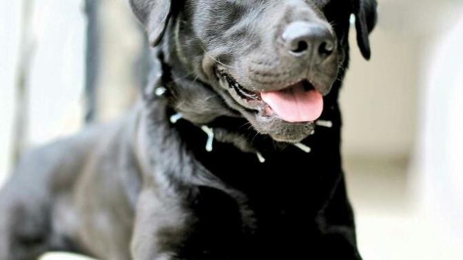 Köpeğim fare yakaladı, sizce ne yapmalıyım?