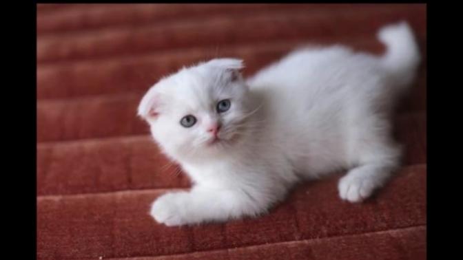 Kedi sahiplenmek istiyorum ama?
