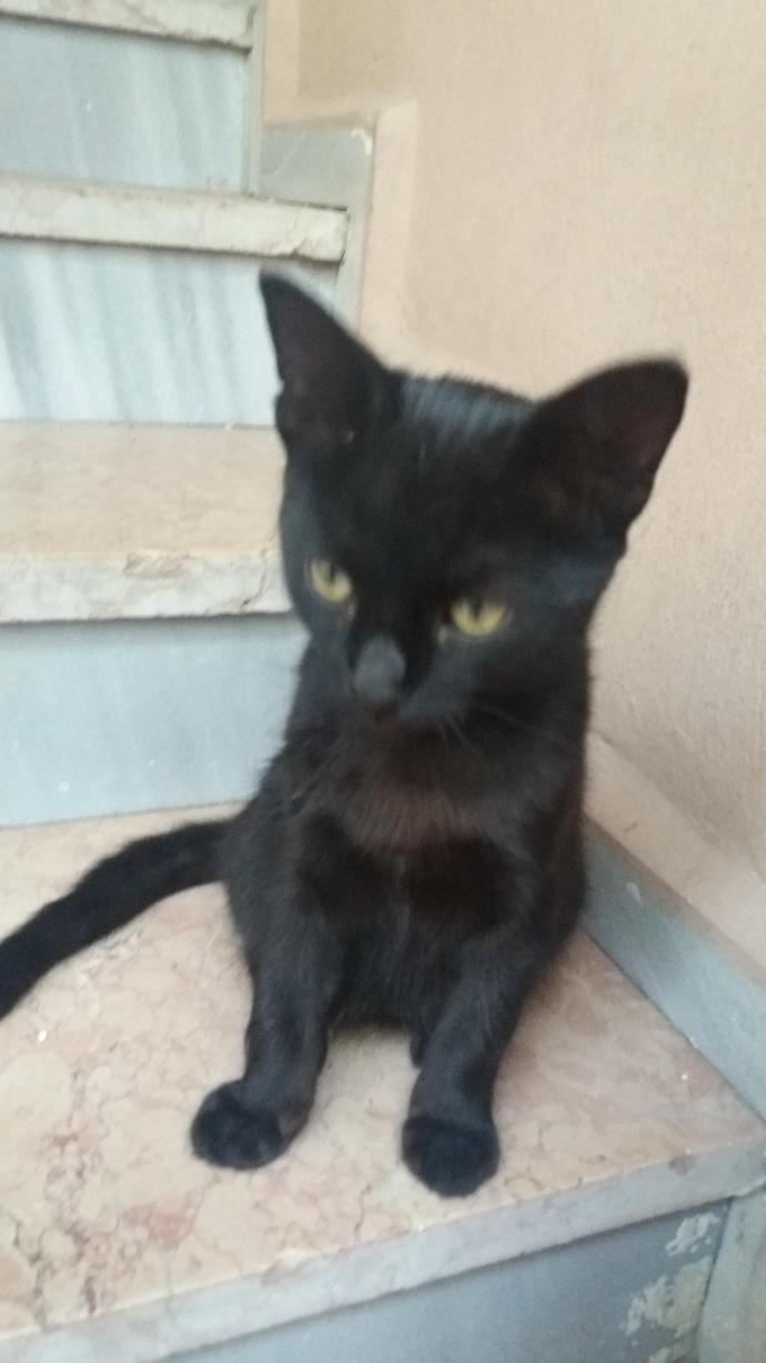 Kara kedi hakkında ki düşünceleriniz nedir?