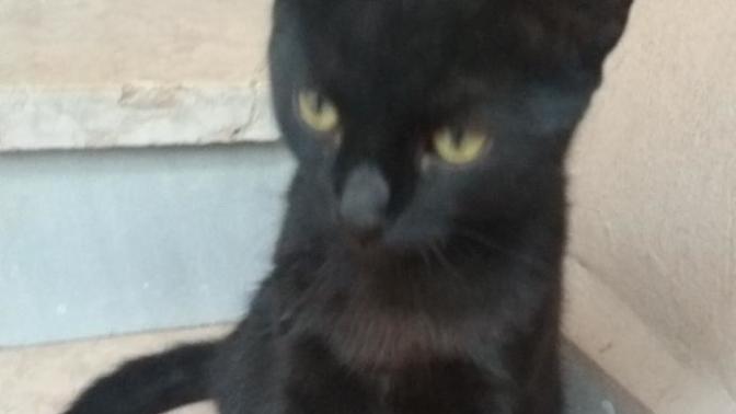Kara kedi hakkında ki düşünceleriniz nedir?