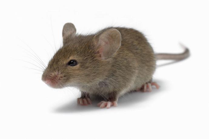 Hamster vs Fare... Sizce aralarındaki fark ne?