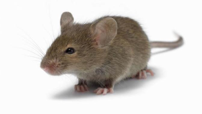 Hamster vs Fare... Sizce aralarındaki fark ne?