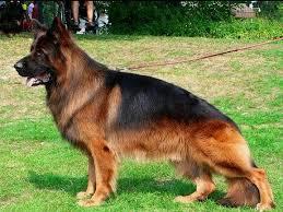 Köpek almayı düşünüyorum aklımda bunlar var hangisini alayım tavsiyeniz var mı?