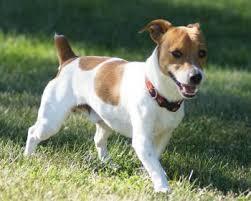 Köpek almayı düşünüyorum aklımda bunlar var hangisini alayım tavsiyeniz var mı?