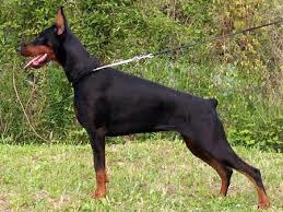 Köpek almayı düşünüyorum aklımda bunlar var hangisini alayım tavsiyeniz var mı?