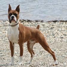 Köpek almayı düşünüyorum aklımda bunlar var hangisini alayım tavsiyeniz var mı?