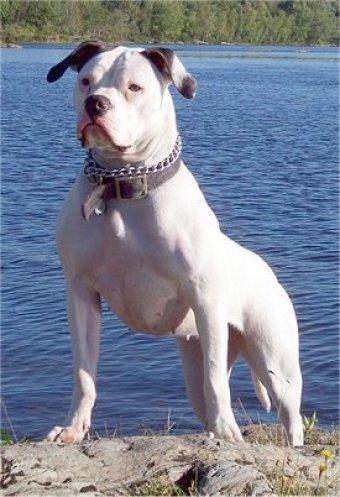 Köpek almayı düşünüyorum aklımda bunlar var hangisini alayım tavsiyeniz var mı?
