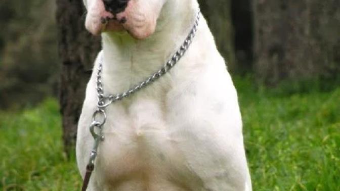 Köpek almayı düşünüyorum aklımda bunlar var hangisini alayım tavsiyeniz var mı?