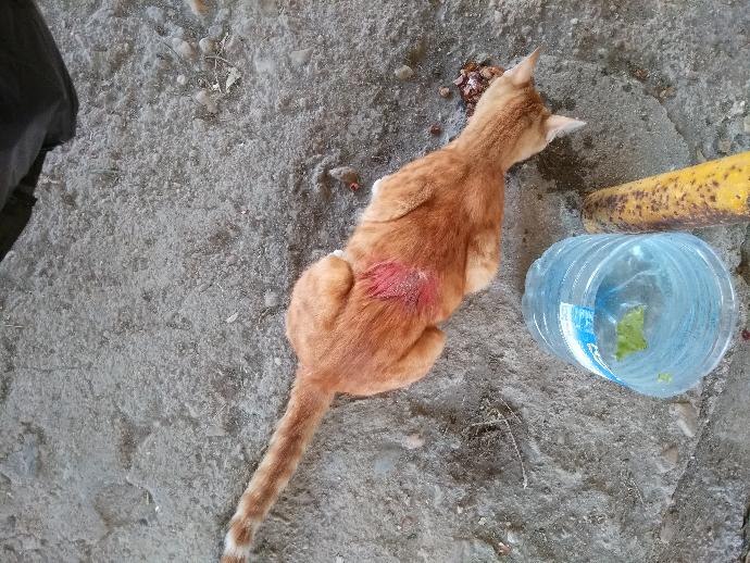 Arkadaşlar kedimi sokak köpeği gelmiş ısırmış yardım edin?