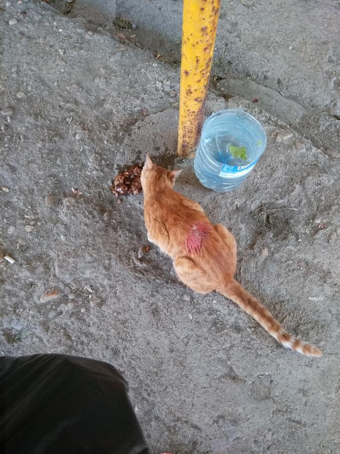 Arkadaşlar kedimi sokak köpeği gelmiş ısırmış yardım edin?