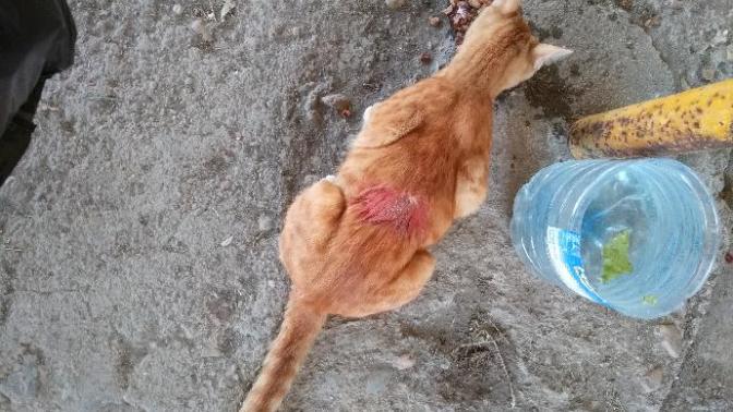 Arkadaşlar kedimi sokak köpeği gelmiş ısırmış yardım edin?
