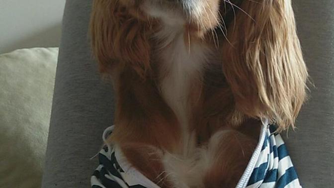 Köpekte Yalnızlık Korkusu?