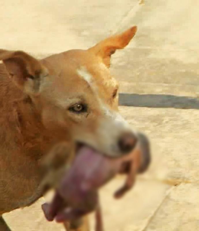 Hangisi hayvan? Çocuğu doğurup çöpe atan mı, çocuğu çöplükten çıkarıp bir evin kapısına bırakan köpek mi?