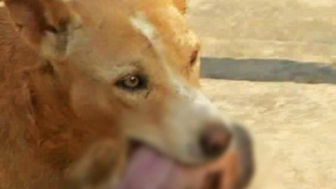 Hangisi hayvan? Çocuğu doğurup çöpe atan mı, çocuğu çöplükten çıkarıp bir evin kapısına bırakan köpek mi?