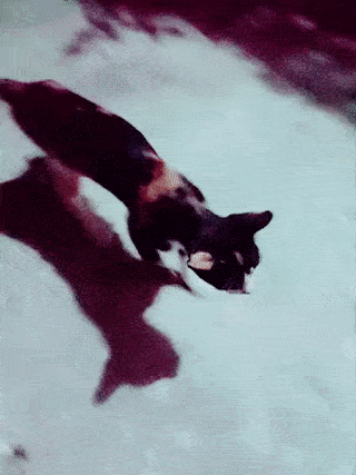 Sizce eski sevgilimle barışabilir miyim🐈 ?