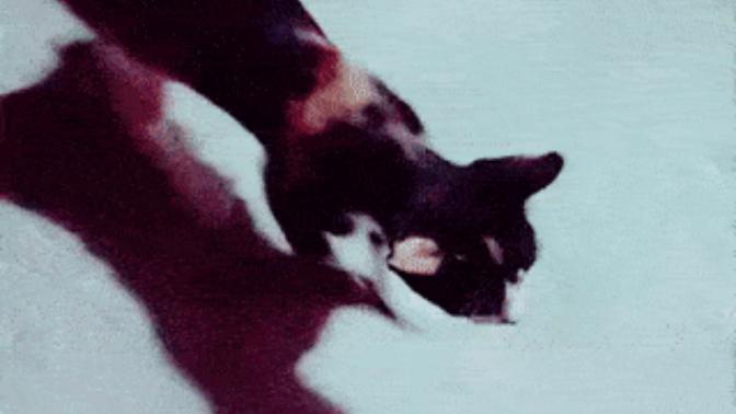 Sizce eski sevgilimle barışabilir miyim🐈 ?