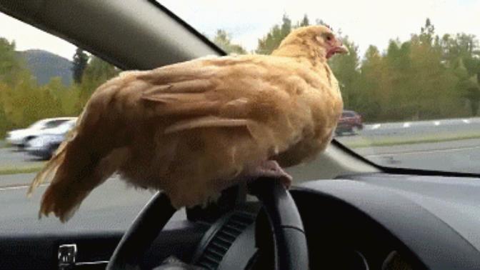 Tavukların kanadı var ama neden uçamazlar?
