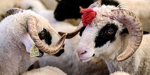 Kurban Bayramı hazırlıkları ne durumda? Neler yaparsınız bayramlarda?