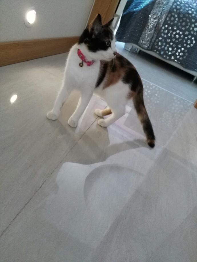 KEDİM KENDİNİ TARATMİYOR, NASİL ALİSDİRABİLİRİM..?