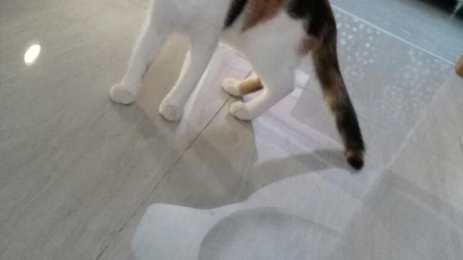 KEDİM KENDİNİ TARATMİYOR, NASİL ALİSDİRABİLİRİM?