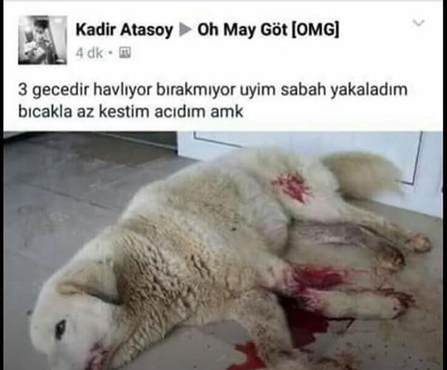 Hayvanlara şiddet uygulayanlar hakkında ne düşünüyorsunuz?
