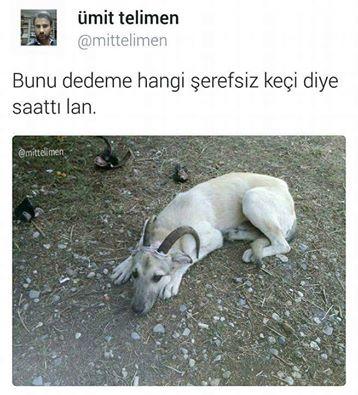 Bunu dedeme hangi şahıs keçi diye sattı (fotolu) :) ?