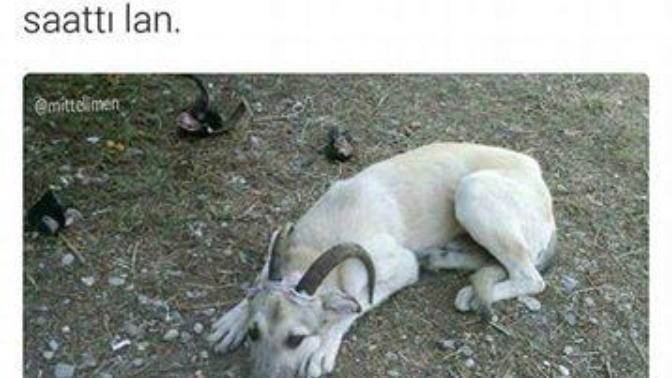 Bunu dedeme hangi şahıs keçi diye sattı (fotolu) :) ?