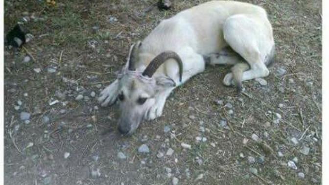 Dedeme keçi diye köpek satmışlar ne yapacağız biz?