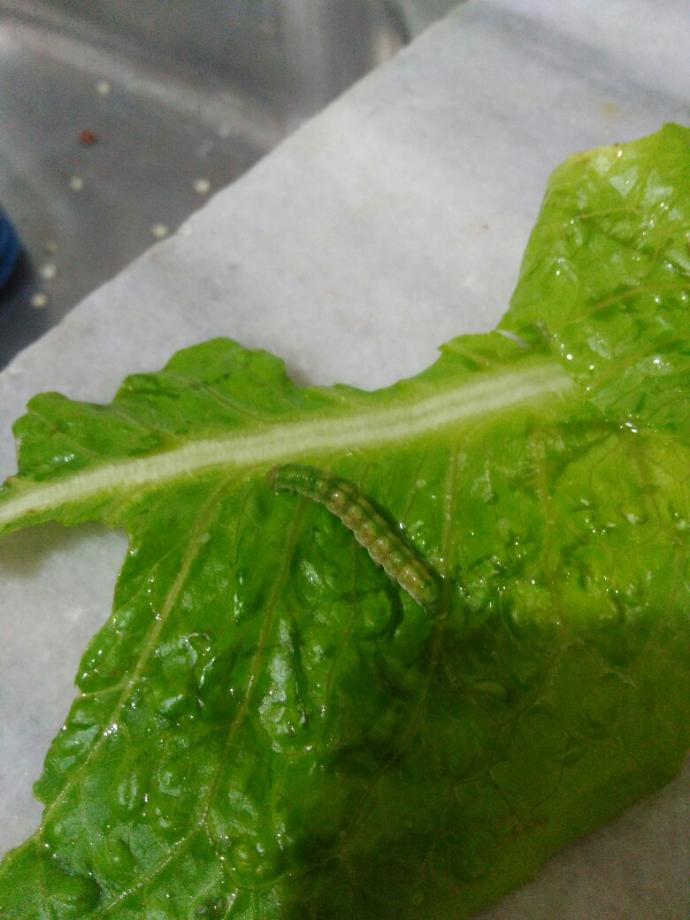 maruldan çıktı arkadaşlar zararı var midir çocuklara salata yapicam??