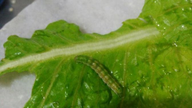 Maruldan çıktı arkadaşlar zararı var midir çocuklara salata yapicam?