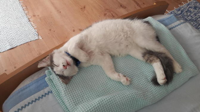 Kedim balkondan düstu basina gelen. oldu mu?