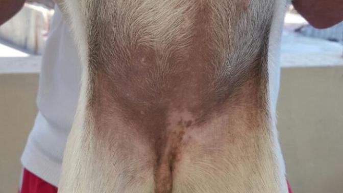 Bu köpek dişimi erkekmi?