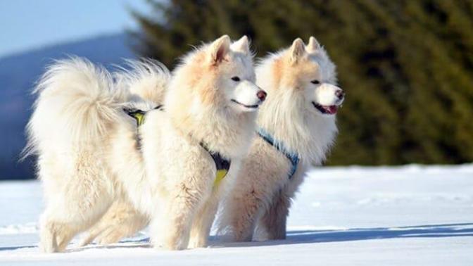 Amerikan Eskimo cinsi köpek nasıldır, alınır mı? American Eskimo mu Samoyed mi?