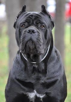 Cane corso italiano nasıl bir köpektir? Hakkın da bilinmesi gerekenler ve sahiplenmek?