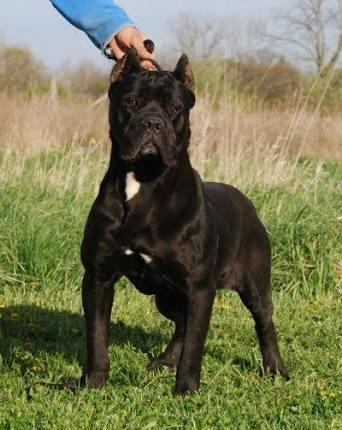 Cane corso italiano nasıl bir köpektir? Hakkın da bilinmesi gerekenler ve sahiplenmek?