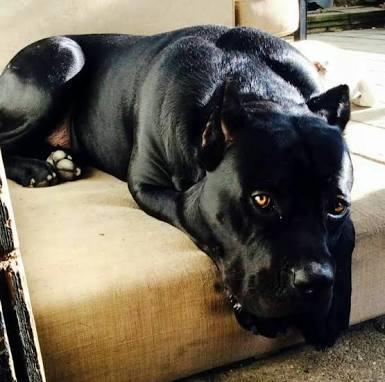 Cane corso italiano nasıl bir köpektir? Hakkın da bilinmesi gerekenler ve sahiplenmek?