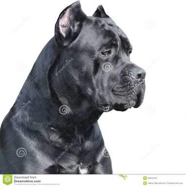 Cane corso italiano nasıl bir köpektir? Hakkın da bilinmesi gerekenler ve sahiplenmek?