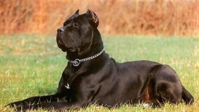 Cane corso italiano nasıl bir köpektir? Hakkın da bilinmesi gerekenler ve sahiplenmek?
