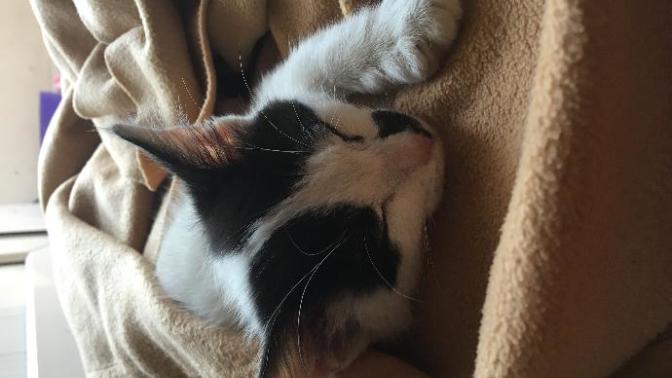 Evinde kedi besleyen var mı? Benim kedim tuvaletini yaptıktan sonra dışkısına basıyor, bunun çözüm yolu nedir?